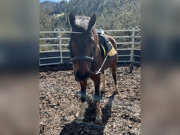 Deutsches Reitpony Wallach 9 Jahre 145 cm Schecke in Kindberg