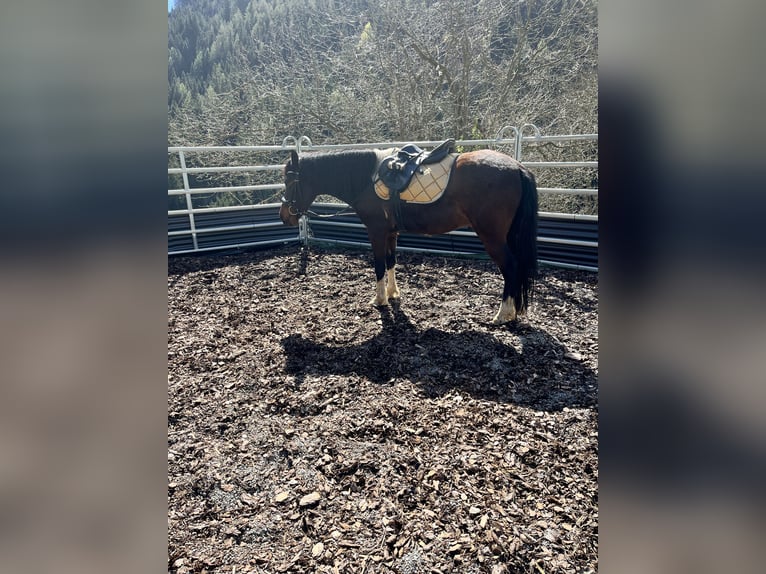 Deutsches Reitpony Wallach 9 Jahre 145 cm Schecke in Kindberg