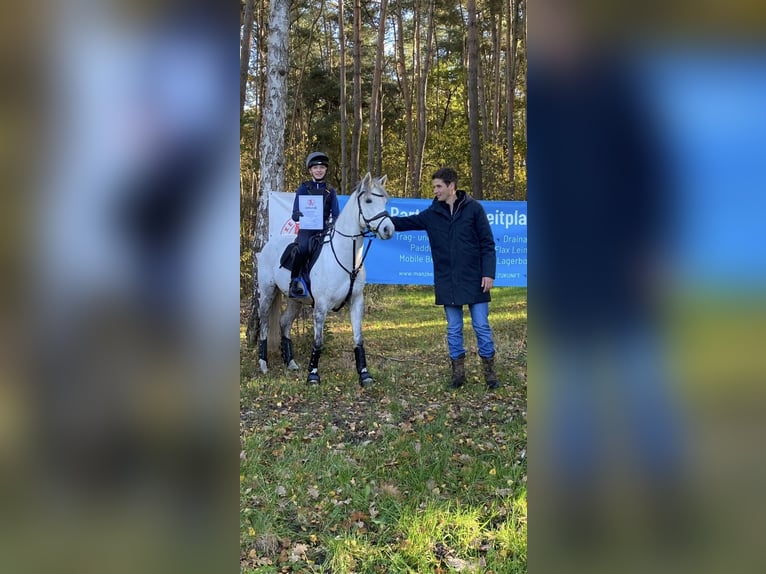 Deutsches Reitpony Wallach 9 Jahre 145 cm Schimmel in B&#xFC;cken