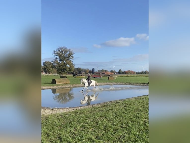 Deutsches Reitpony Wallach 9 Jahre 145 cm Schimmel in B&#xFC;cken
