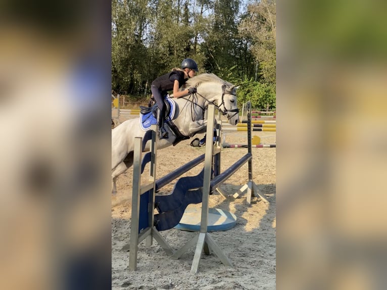 Deutsches Reitpony Wallach 9 Jahre 145 cm Schimmel in B&#xFC;cken