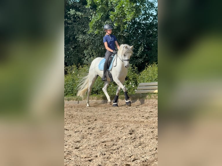 Deutsches Reitpony Wallach 9 Jahre 145 cm Schimmel in B&#xFC;cken