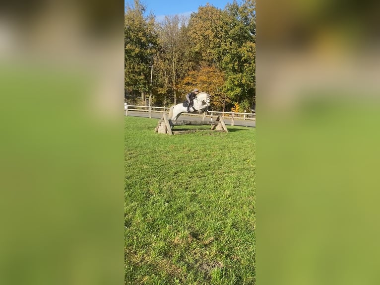 Deutsches Reitpony Wallach 9 Jahre 145 cm Schimmel in B&#xFC;cken