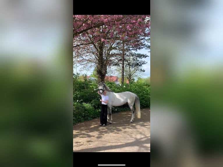 Deutsches Reitpony Wallach 9 Jahre 145 cm Schimmel in B&#xFC;cken