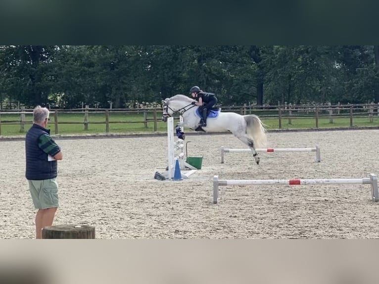Deutsches Reitpony Wallach 9 Jahre 145 cm Schimmel in B&#xFC;cken
