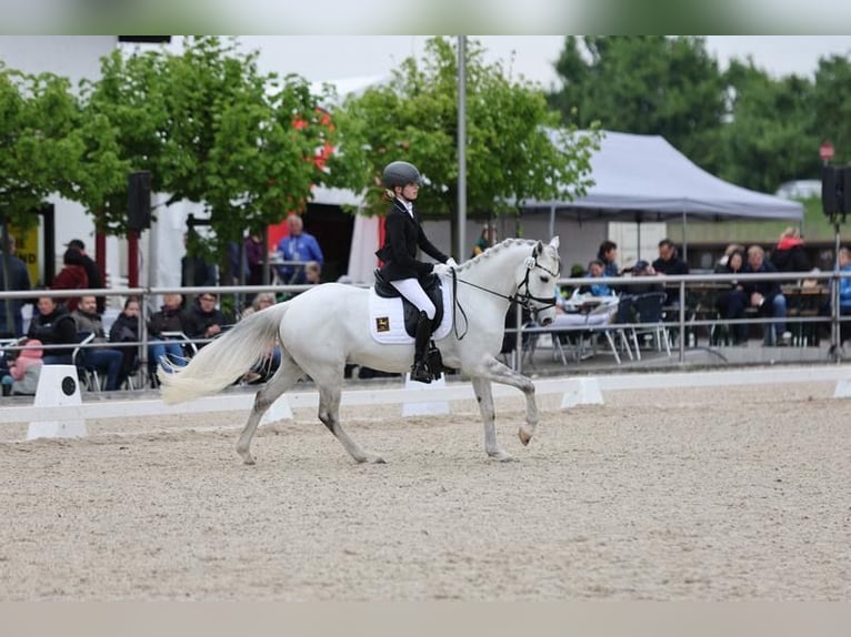 Deutsches Reitpony Wallach 9 Jahre 145 cm Schimmel in B&#xFC;cken
