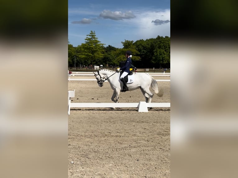 Deutsches Reitpony Wallach 9 Jahre 145 cm Schimmel in B&#xFC;cken