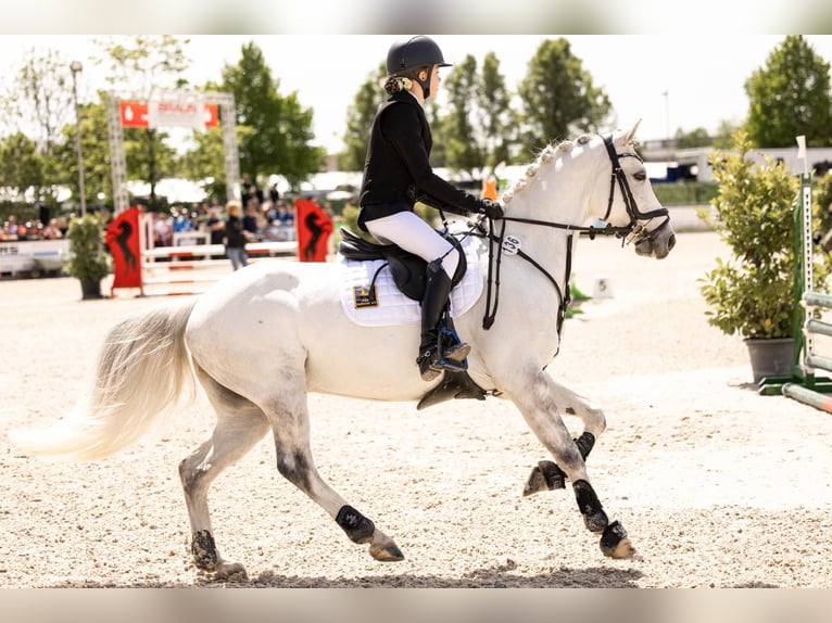 Deutsches Reitpony Wallach 9 Jahre 145 cm Schimmel in B&#xFC;cken