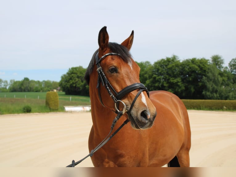 Deutsches Reitpony Wallach 9 Jahre 146 cm Brauner in Lichtenau