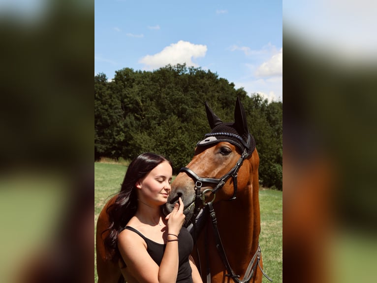 Deutsches Reitpony Wallach 9 Jahre 146 cm Brauner in Lichtenau