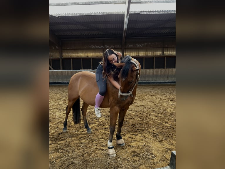 Deutsches Reitpony Wallach 9 Jahre 146 cm Brauner in Lichtenau