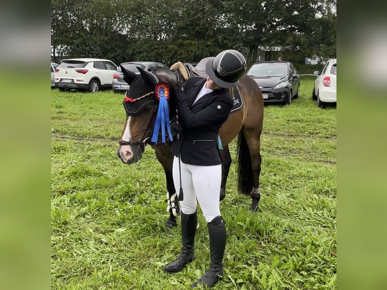 Deutsches Reitpony Wallach 9 Jahre 146 cm Brauner in Brietlingen