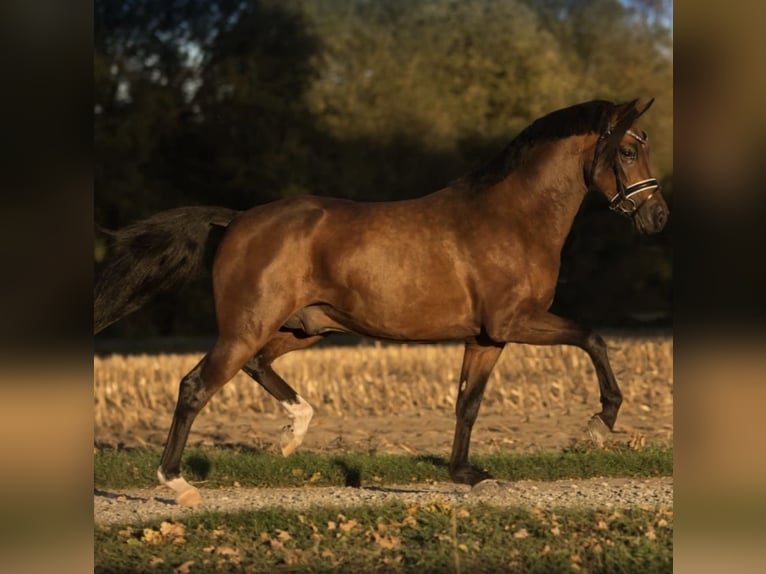 Deutsches Reitpony Wallach 9 Jahre 146 cm Dunkelbrauner in Wetter (Ruhr)