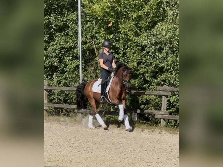 Deutsches Reitpony Wallach 9 Jahre 146 cm Dunkelbrauner in Wetter (Ruhr)