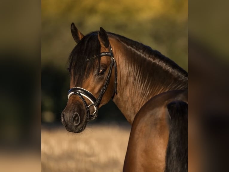 Deutsches Reitpony Wallach 9 Jahre 146 cm Dunkelbrauner in Wetter (Ruhr)