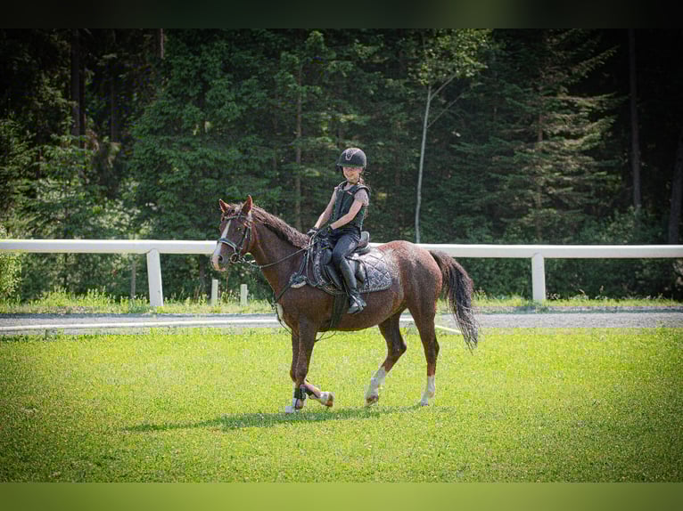 Deutsches Reitpony Wallach 9 Jahre 146 cm Dunkelfuchs in Poggersdorf