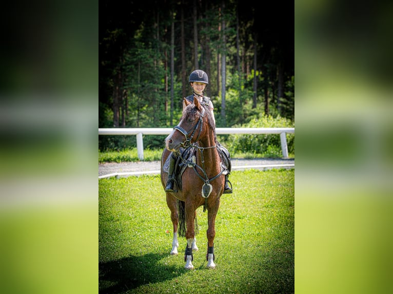 Deutsches Reitpony Wallach 9 Jahre 146 cm Dunkelfuchs in Poggersdorf