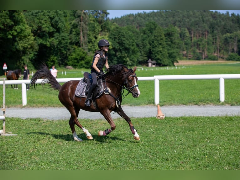 Deutsches Reitpony Wallach 9 Jahre 146 cm Dunkelfuchs in Poggersdorf