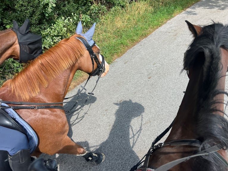 Deutsches Reitpony Wallach 9 Jahre 146 cm Fuchs in Wermelskirchen