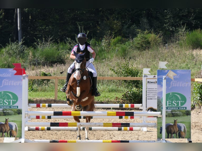 Deutsches Reitpony Wallach 9 Jahre 146 cm Fuchs in Wermelskirchen