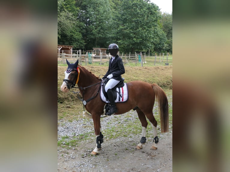 Deutsches Reitpony Wallach 9 Jahre 146 cm Fuchs in Wermelskirchen