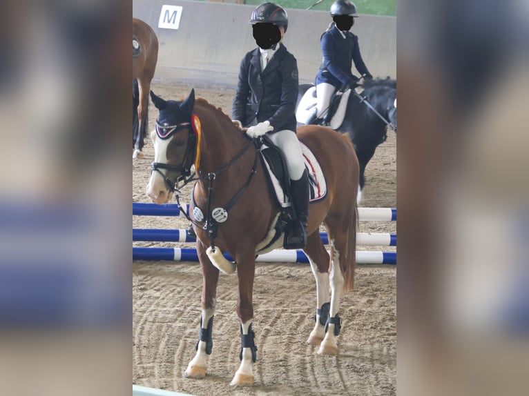 Deutsches Reitpony Wallach 9 Jahre 146 cm Fuchs in Wermelskirchen