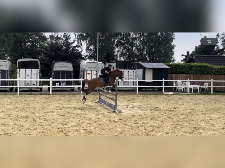 Deutsches Reitpony Wallach 9 Jahre 146 cm Fuchs in Wermelskirchen