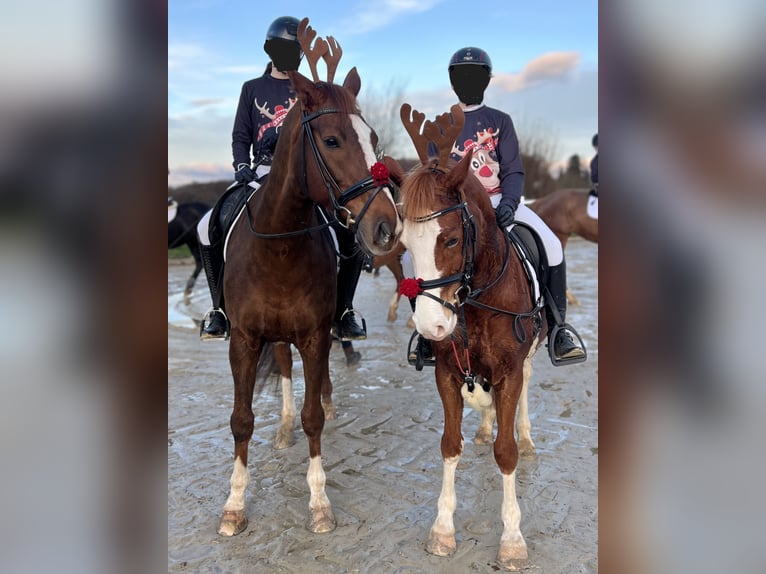 Deutsches Reitpony Wallach 9 Jahre 146 cm Fuchs in Wermelskirchen