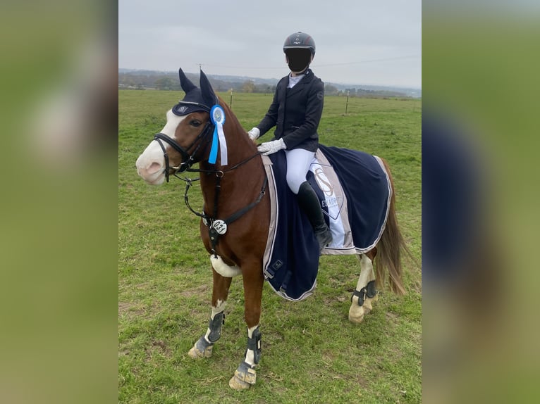 Deutsches Reitpony Wallach 9 Jahre 146 cm Fuchs in Wermelskirchen