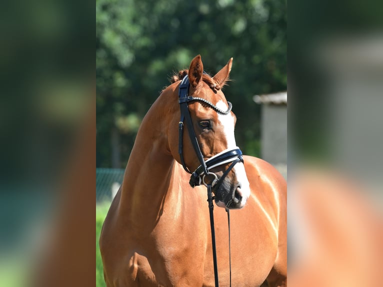 Deutsches Reitpony Wallach 9 Jahre 146 cm Fuchs in Kamern