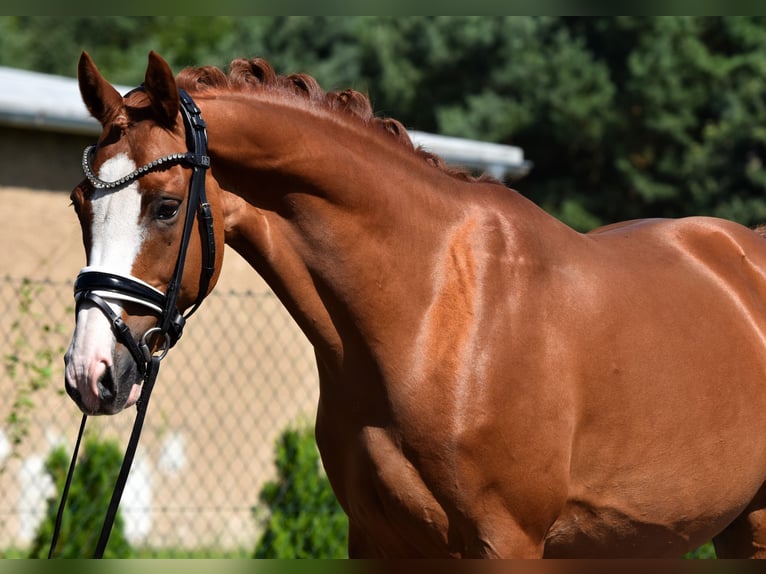 Deutsches Reitpony Wallach 9 Jahre 146 cm Fuchs in Kamern