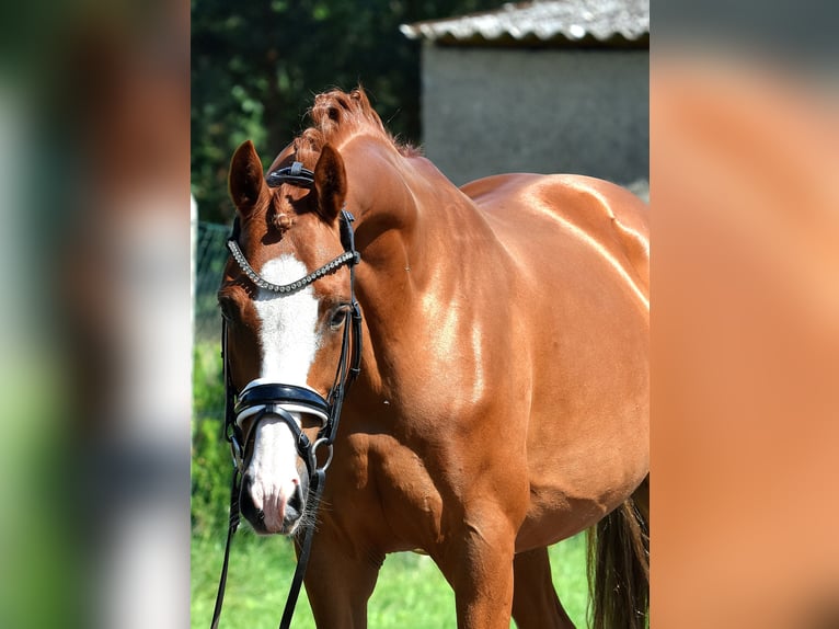 Deutsches Reitpony Wallach 9 Jahre 146 cm Fuchs in Kamern