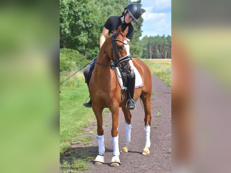 Deutsches Reitpony Wallach 9 Jahre 146 cm Fuchs in Kamern