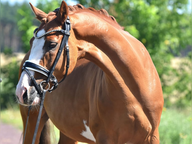 Deutsches Reitpony Wallach 9 Jahre 146 cm Fuchs in Kamern