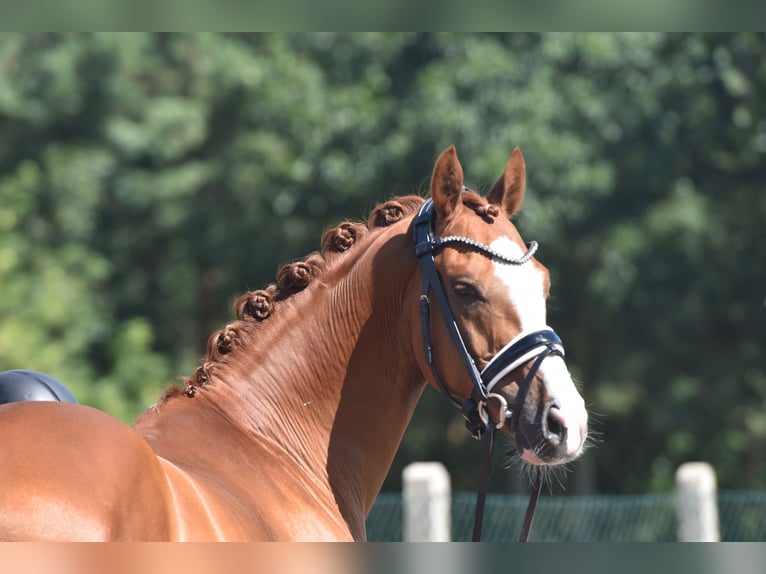 Deutsches Reitpony Wallach 9 Jahre 146 cm Fuchs in Kamern