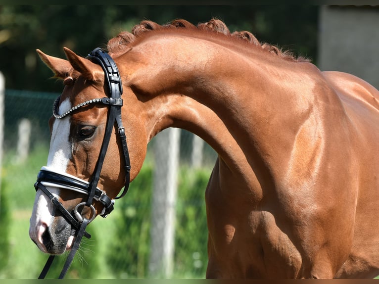 Deutsches Reitpony Wallach 9 Jahre 146 cm Fuchs in Kamern