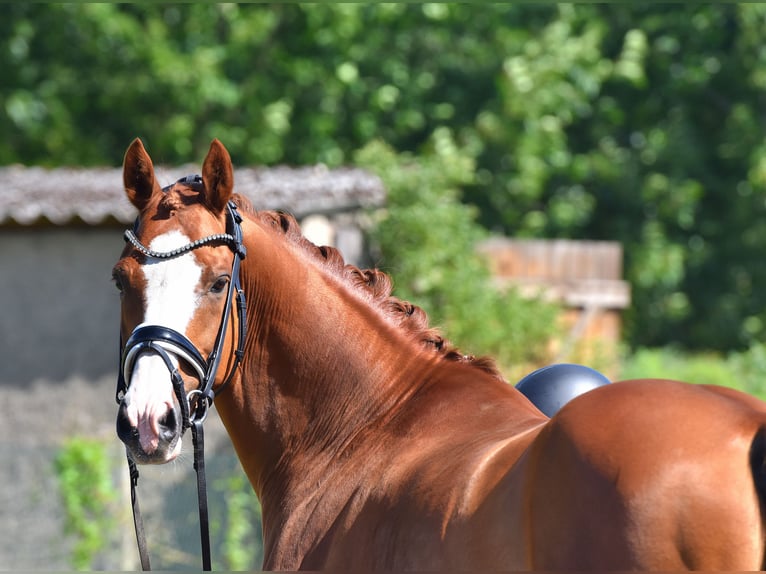 Deutsches Reitpony Wallach 9 Jahre 146 cm Fuchs in Kamern