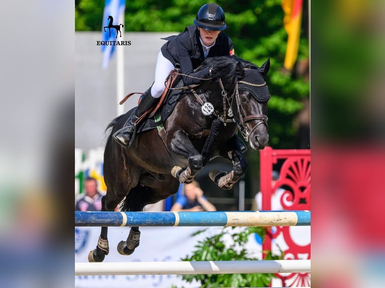 Deutsches Reitpony Wallach 9 Jahre 146 cm Rappe in Melle