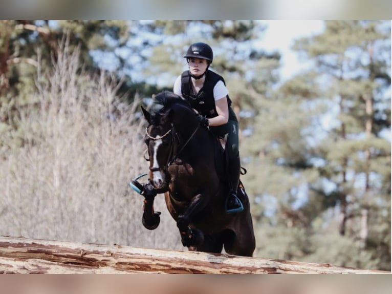 Deutsches Reitpony Wallach 9 Jahre 146 cm  in Brietlingen