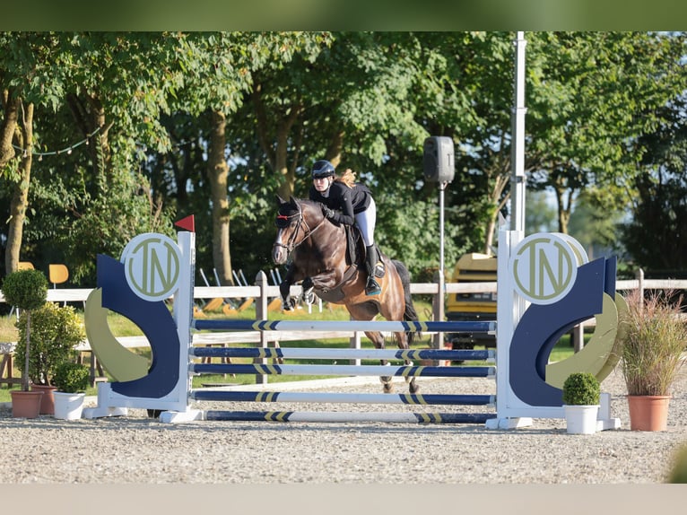 Deutsches Reitpony Wallach 9 Jahre 146 cm  in Brietlingen
