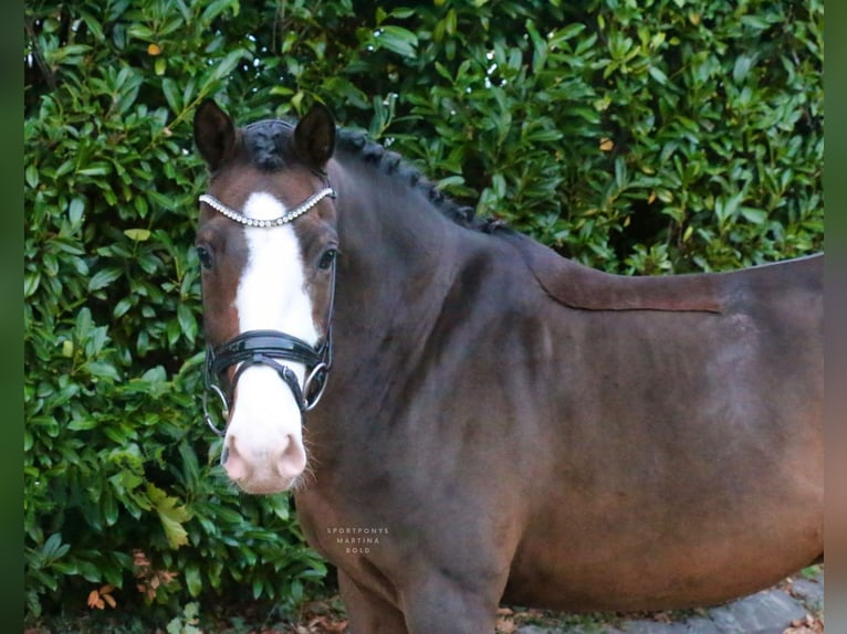Deutsches Reitpony Wallach 9 Jahre 147 cm Brauner in Recke, bei Osnabrück