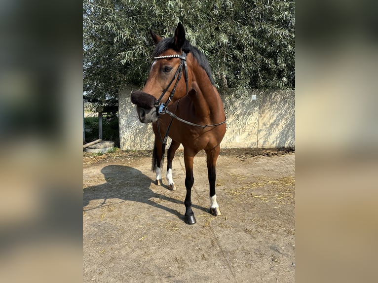 Deutsches Reitpony Wallach 9 Jahre 147 cm Brauner in Rees