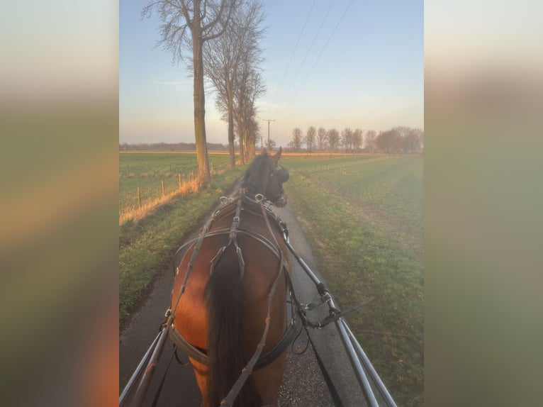 Deutsches Reitpony Wallach 9 Jahre 147 cm Brauner in Rees