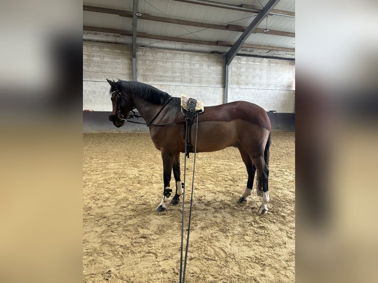 Deutsches Reitpony Wallach 9 Jahre 147 cm Brauner in Rees