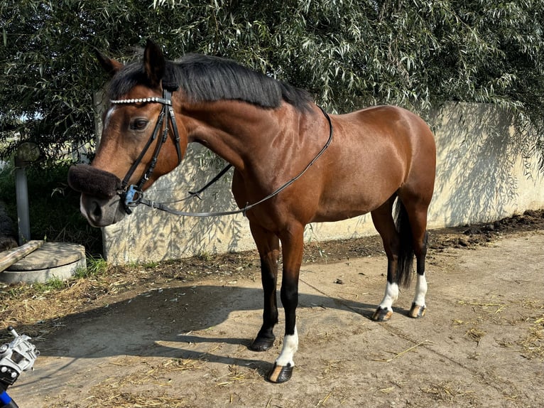 Deutsches Reitpony Wallach 9 Jahre 147 cm Brauner in Rees