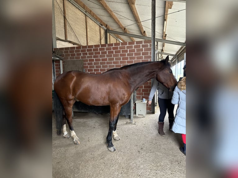 Deutsches Reitpony Wallach 9 Jahre 147 cm Brauner in Rees