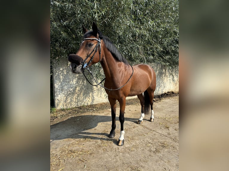 Deutsches Reitpony Wallach 9 Jahre 147 cm Brauner in Rees