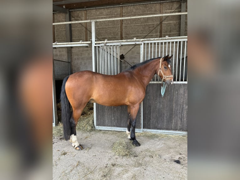 Deutsches Reitpony Wallach 9 Jahre 147 cm Brauner in Rees