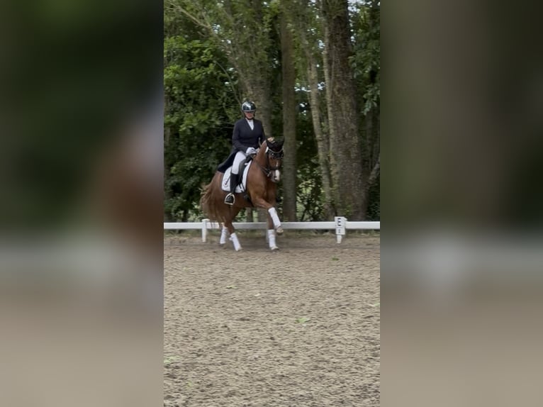 Deutsches Reitpony Wallach 9 Jahre 147 cm Fuchs in Reken