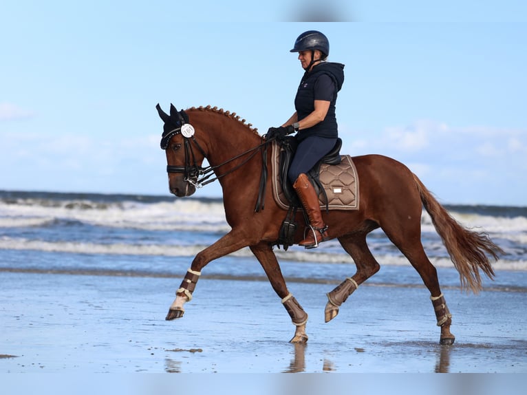 Deutsches Reitpony Wallach 9 Jahre 147 cm Fuchs in Reken